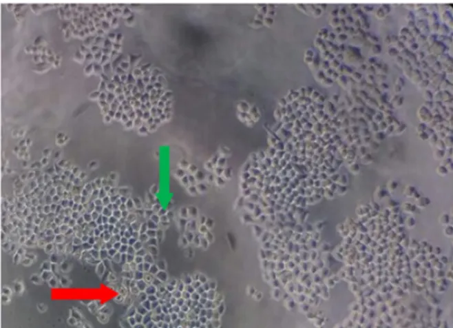 Gambar 1 Morfologi sel WiDr, sel hidup ditunjukkan  panah warna hijau dan sel mati ditunjukkan panah  warna merah