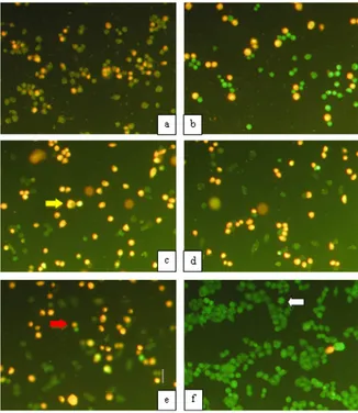 Gambar 4 Hasil double staining sel WiDr setelah  perlakuan dan inkubasi selama 24 jam pada kelompok 