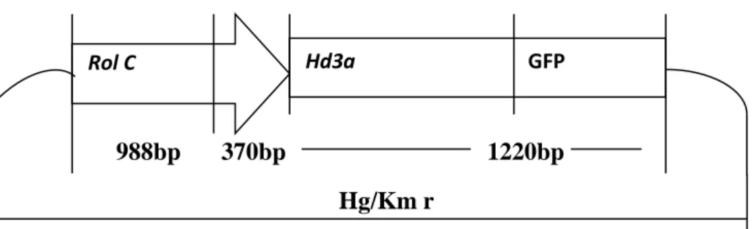 Gambar 4.Peta vektor plasmid P2K1-Binary Vector dengan promotor RolC.Vektor plasmid P2K1  – Binary vector mempunyai panjang berkisar 6kb (Tamaki et al., 2007) 