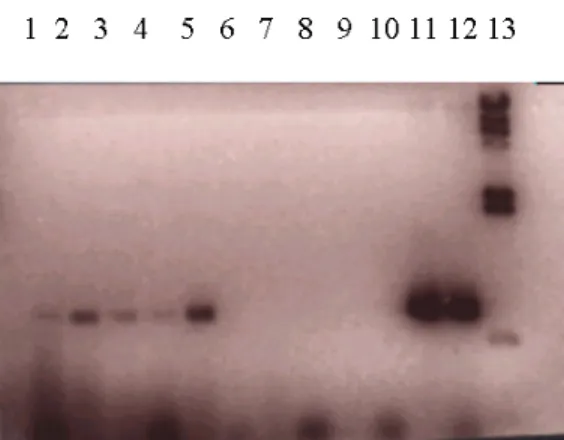 Gambar 1.  Hasil konfirmasi transfer DNA dengan  PCR 