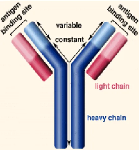 Gambar 4 Imunoglobulin Y (www.wikipedia.com) 