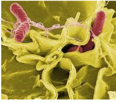 Gambar 3 Salmonella sp. (www.wikipedia.com) 