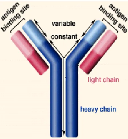 Gambar 4 Imunoglobulin Y (www.wikipedia.com) 