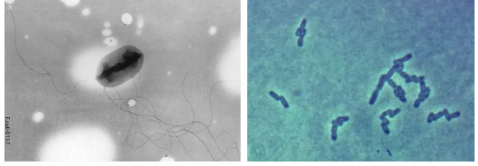 Gambar 1  Escherichia coli  (Todar 2008) 