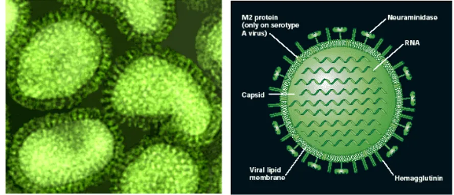 Gambar 3  Virus Influenza (Todar 2008) 