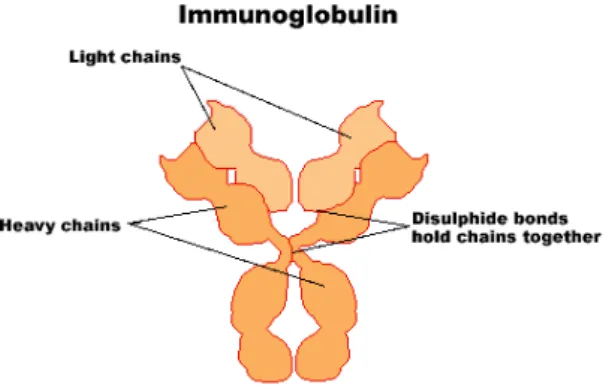 Gambar 4 Struktur imunoglobulin (Stowell 2002) 