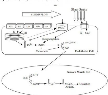 Gambar 2.5. Shear stress yang menghasilkan NO dan efek relaksasi pada sel otot  polos  (Coretti et al., 2002).