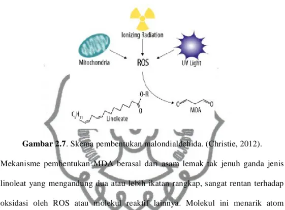 Gambar 2.7. Skema pembentukan malondialdehida. (Christie, 2012).