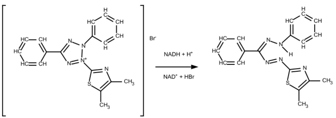 Gambar  5.  Reaksi  Reduksi  MTT  menjadi  Formazan  oleh  Enzim  Suksinat  Dehidrogenase (Mosmann, 1983) 