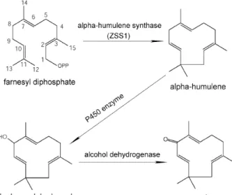 Gambar 3. Jalur biosintesis zerumbone 