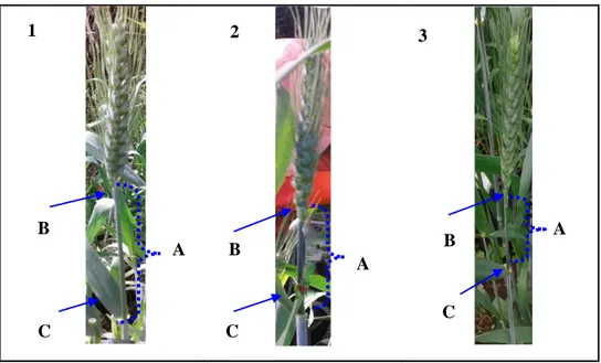 Gambar 1 Ciri-ciri tanaman gandum yang akan diemaskulasi 