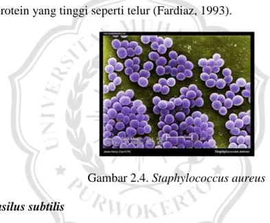 Gambar 2.4. Staphylococcus aureus  d.  Basilus subtilis 