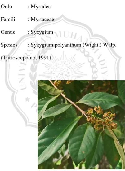 Gambar 2.1. Daun salam (Syzygium polyanthum) 