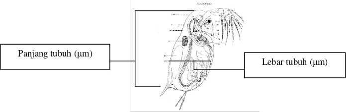 Gambar 3.1 Cara Pengukuran Morfometri D. carinata  