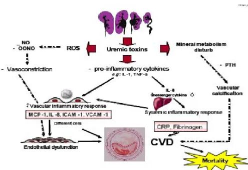 Gambar 2.4. Menggambarkan proses terjadinya aterosklerosis           (Dikutip dari Stinghen, 2007) 