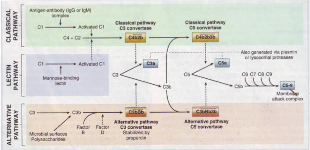 Gambar 2.7. Aktivasi sistem Komplemen (Dikutip dari Cotran, 2005) 