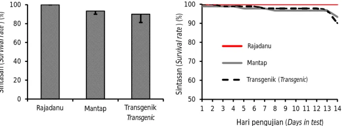 Gambar 4. Deteksi marka Cyca-DAB1*05  pada ikan mas transgenik F-2; M=  marker DNA; (+)=