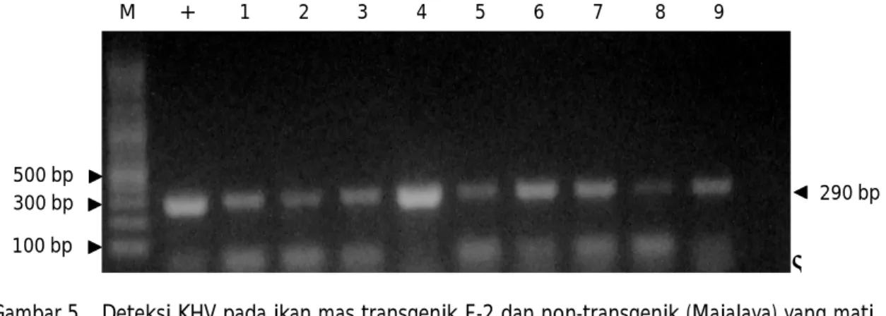 Figure 5. KHV detection in dead fish of F-2 transgenic common carp and non-transgenic (Majalaya) after KHV  challenge test;  M= DNA marker;  (+)= positive control  of KHV;  (-)= negative control; 1-4= transgenic; 5-9= non-transgenic