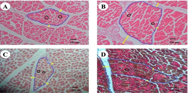 Gambar 1 Mikroanatomi daging kerbau umur muda (A), daging kerbau umur tua (B), daging sapi umur muda (C) dan  daging sapi umur tua (D) dengan pewarnaan Haematoxylin-Eosin (HE)