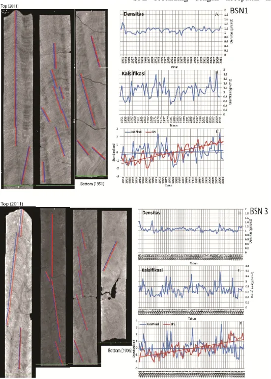 Gambar 6. (Kiri) Hasil scanning tomografi koral  Porites dan garis transek utk pengukuran pertumbuhan  koral (merah &amp; biru).(Kanan) Variasi tahunan densitas dan kalsifikasi pertahun dari contoh koral Porites