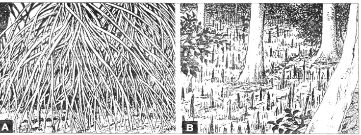 Gambar 3   Sistem perakaran mangrove yang memungkinkan untuk rumah yang baik bagi biota laut (a) bentuk akar tongkat, (b) bentuk akar cakar ayam (Bengen 2000)