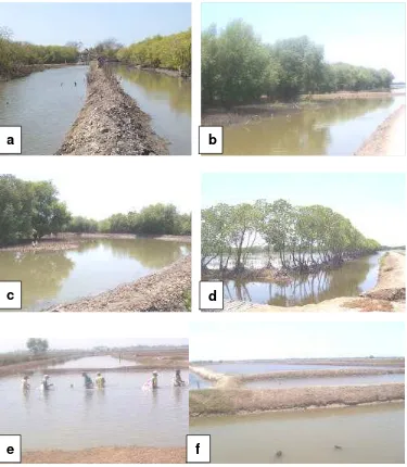 Gambar 8  Tambak sitem empang parit berbagai pola yang  ada di Kecamatan Legonkulon : (a) tambak pola 80:20, (b)tambak pola  70:30,              (c) tambak pola  60:40, (d) tambak pola 50:50 dan (e, f) tambak dengan pola tanpa hutan