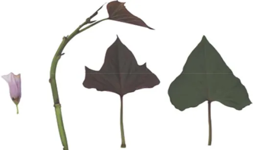 Gambar 2. Daun, batang dan bunga tanaman ubi jalar varietas Antin-1  Sumber: Koleksi pribadi 
