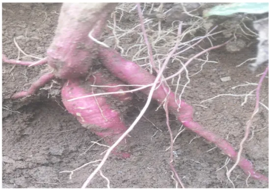 Gambar 4. Umbi tanaman ubi jalar varietas Kidal umur 14 MST  Sumber: Koleksi pribadi 