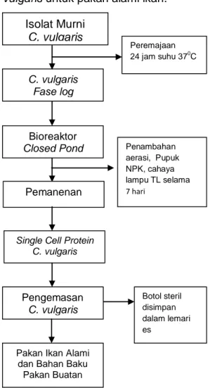 Diagram  alir  pembuatan  pakan  alami ikan  C. vulgaris pada penelitian  ini  dapat dilihat pada Gambar 1