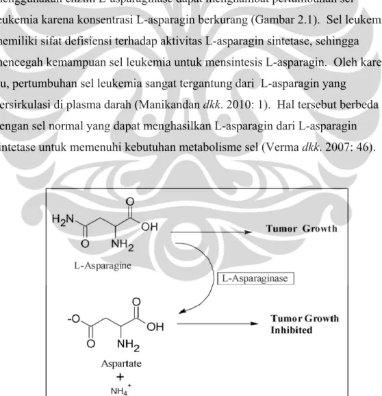 Gambar 2.1. Mekanisme kerja enzim L-asparaginase 