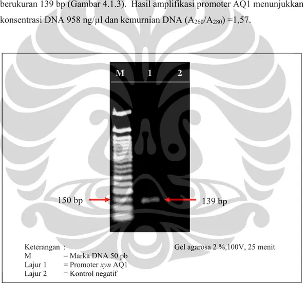 Gambar 4.1.3. Visualisasi hasil PCR promoter xyn AQ1 