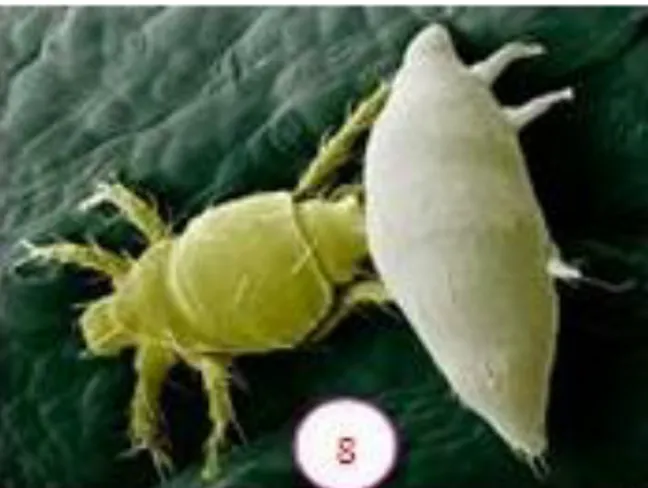 Gambar 5.  Nimfa jantan membawa larva betina. 