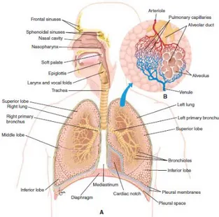 Gambar 1. Anatomi dari Sistem Respirasi 21 