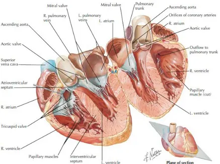 Gambar 2. Anatomi dari Jantung 20 