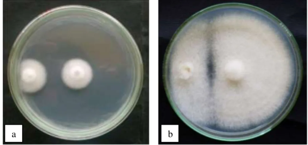 Gambar 1. Pengujian antagonis metode dual culture (a) jamur uji belum mencapai  zona hambatan,  (b) jamur uji telah mencapai zona hambatan 
