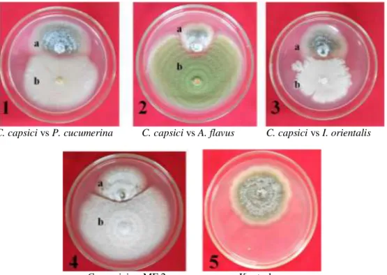 Gambar 3   Hasil uji antagonisme antara Colletotrichum capsici CPB I.1 dengan  Plectosphaerella  cucumerina  (tipe  interaksi  E)  (1),  Aspergillus  flavus (tipe interaksi E) (2), Issatchenkia orientalis (tipe interaksi E)  (3), isolat MF 2 (tipe interaks