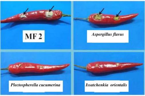 Gambar  5    Biakan  murni  Plectosphaerella  cucumerina  pada  media  Potato  Dextrose  Agar  (PDA)  setelah  inkubasi  7  hari  pada  suhu  ruang  (28±2  o C) (a), dan foto mikrograf P