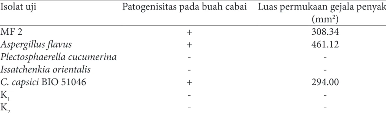 Tabel 3 Uji patogenisitas  isolat mikobiota antagonis pada buah cabai merah besar dan kontrol  Colletotrichum capsici BIO 51046