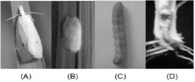 Gambar  1.  Stadia penggerek batang padi kuning (A)-ngengat; (B)-kelompok  telur; (C)-larva; (D)-pupa http://www.litbang.pertanian.go.id 