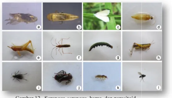 Gambar 12.  Serangga-serangga  hama  dan parasitoid