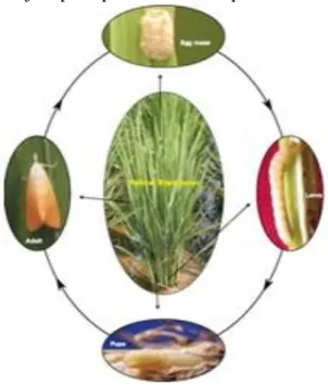 Gambar  1    Siklus  hidup  hama  Penggerek  batang  padi  kuning (Scirpophaga incertulas)  Sumber: rkmp.co.in