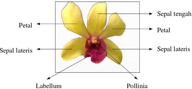 Gambar 1. Bentuk Bunga Anggrek Dendrobium sp. var Jiad gold x Booncho gold 