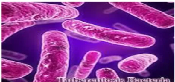 Gambar 1.1 Mycobacterium tuberculosis 