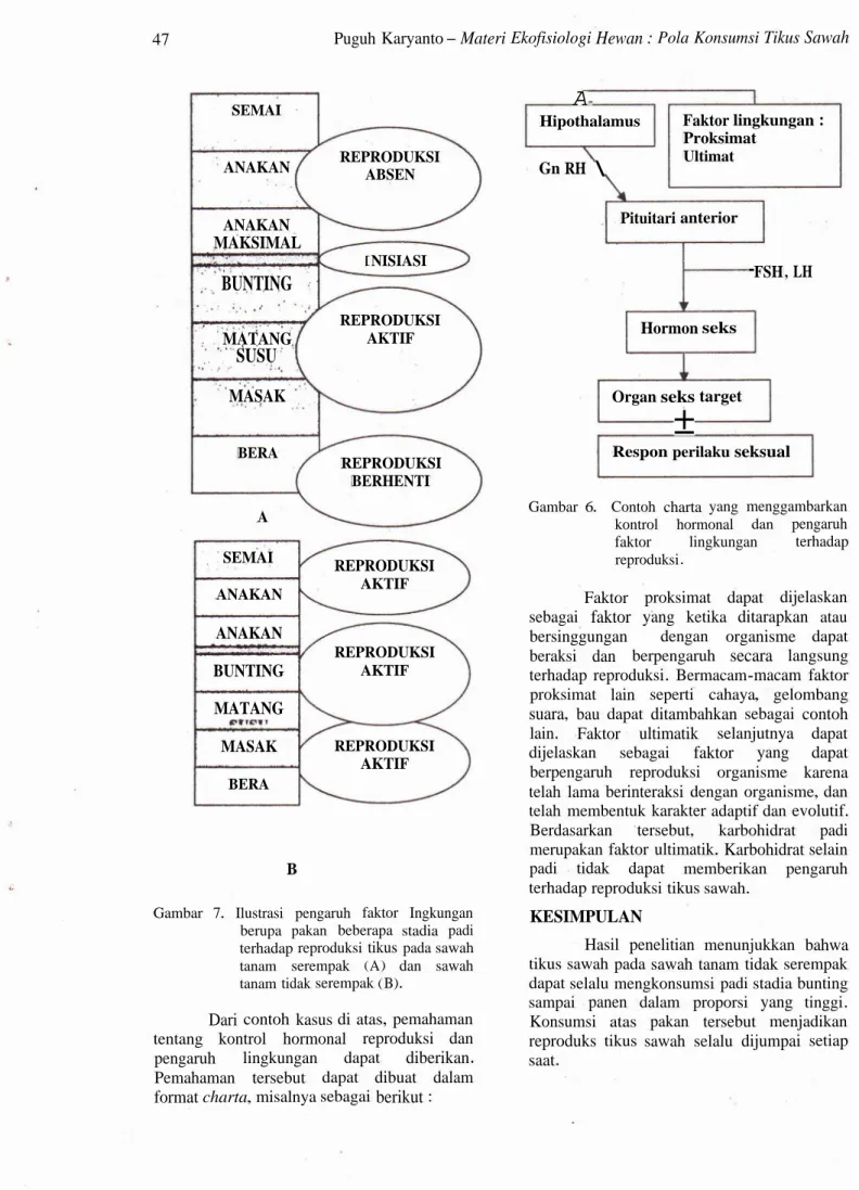 Gambar 7 . Ilustrasi pengaruh faktor Ingkungan berupa pakan beberapa stadia padi terhadap reproduksi tikus pada sawah tanam serempak ( A ) dan sawah tanam tidak serempak ( B ) .
