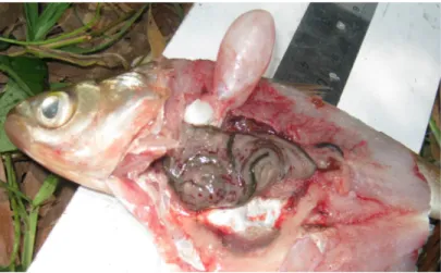 Gambar 3.  Contoh organ pencernaan ikan motan yang akan diambil untuk pemeriksaan makanannya di laboratorium