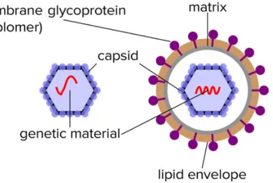 Gambar 1 Diagram skema sederhana virus yang tidak terselubung dan virus  terselubung. Selubung terdiri dari lipid dan glikoprotein transmembran (peplomer