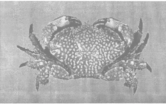 Gambar 1. Lophozozymus pictor (NG &amp; CHIA, 1997) 