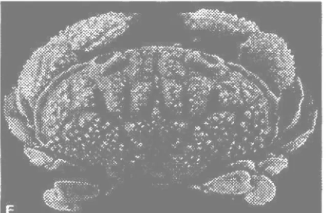 Gambar 3. Platypodia granulosa (SERENE, 1984) 