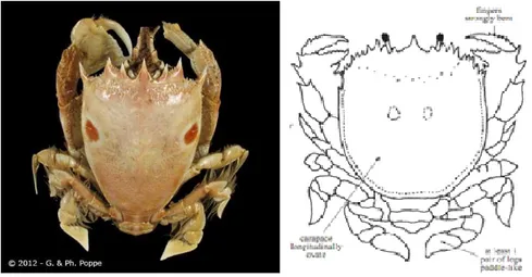 Gambar 8 Karakteristik Famili Raninidae 