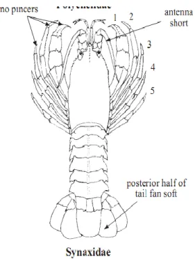 Gambar 23 Lobster Famili Synaxidae 